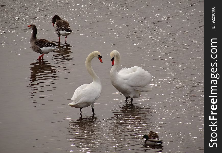 The swan swarm at the Blue Wonder Dresden. They have two swans more from the Carolasee. But they became lesser. The swan swarm at the Blue Wonder Dresden. They have two swans more from the Carolasee. But they became lesser.