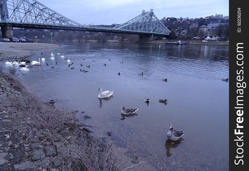 The swan swarm at the Blue Wonder Dresden. They have two swans more from the Carolasee. But they became lesser. The swan swarm at the Blue Wonder Dresden. They have two swans more from the Carolasee. But they became lesser.