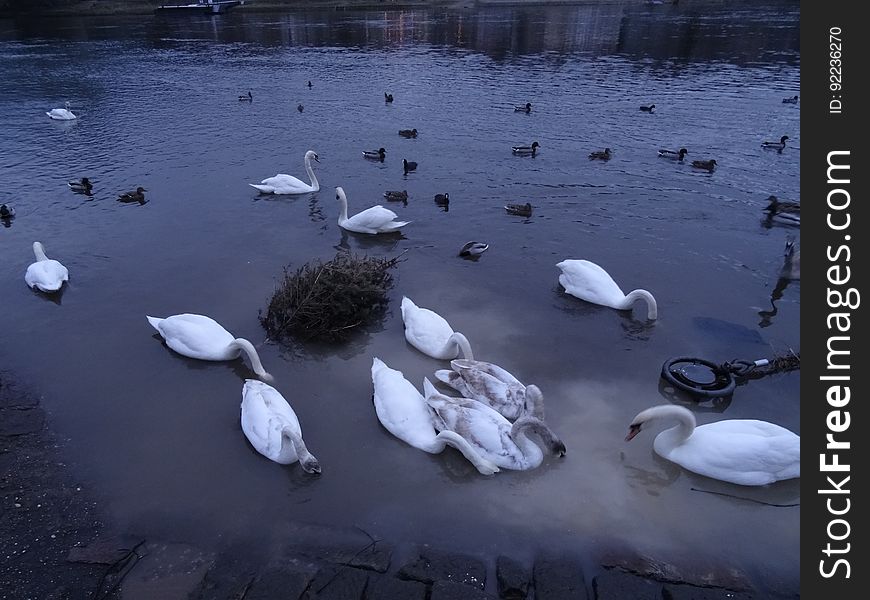 The swan swarm at the Blue Wonder Dresden. They have two swans more from the Carolasee. But they became lesser. The swan swarm at the Blue Wonder Dresden. They have two swans more from the Carolasee. But they became lesser.