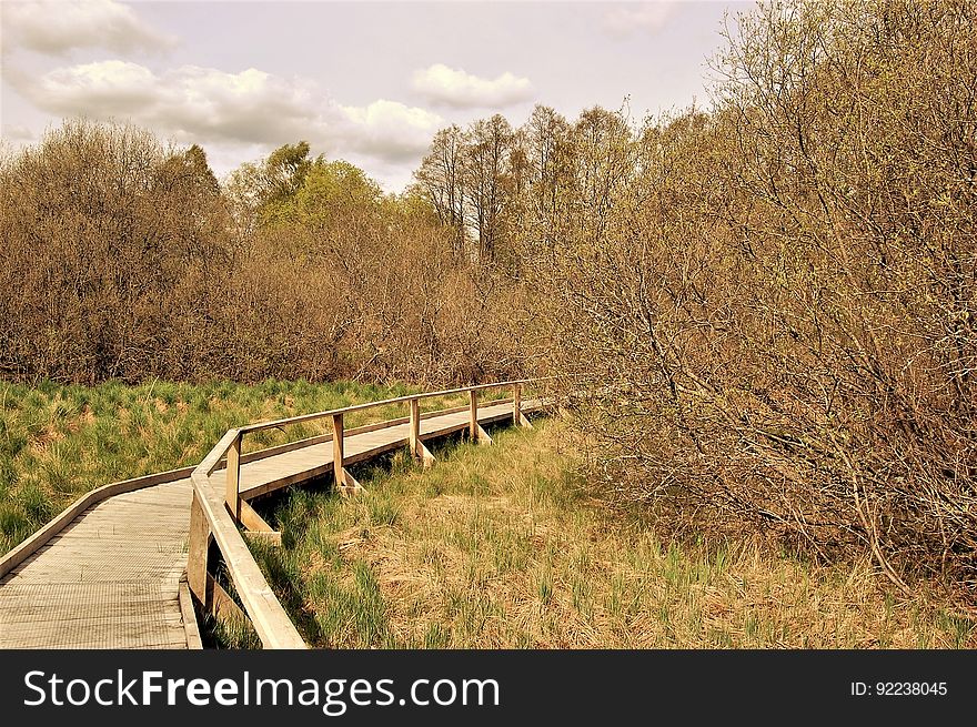 A wooden boardwalk that goes around a forest. A wooden boardwalk that goes around a forest.