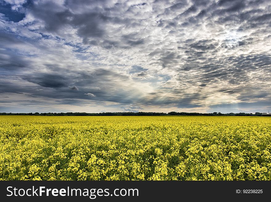 A field of blooming rapeseed plants.