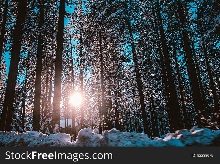 Winter snow piled up at the roadside and with the sun seen rising through fir trees in the forest, blue sky. Winter snow piled up at the roadside and with the sun seen rising through fir trees in the forest, blue sky.