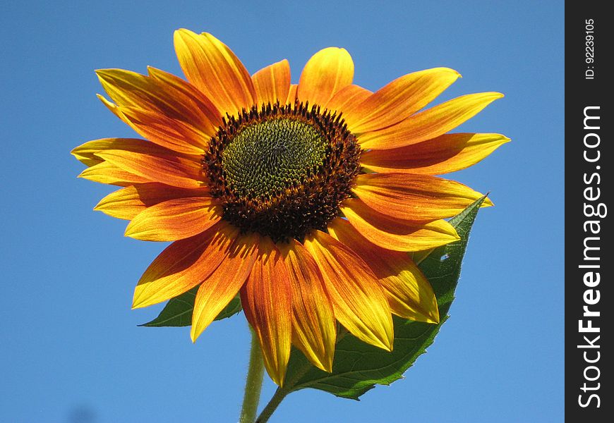 Flower, Sunflower, Sunflower Seed, Flowering Plant