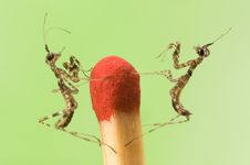 Mantises On Match Stock Image