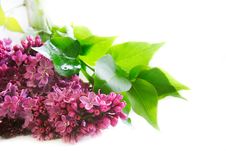 Lilac Flowers Over White Royalty Free Stock Photos Lilac Flowers Over White Royalty Free Stock Photos