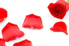 Lots Of Rose Leafs With Red Rose Stock Image
