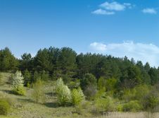 Spring Forest Royalty Free Stock Photography Spring Forest Royalty Free Stock Photography