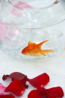 Goldfish In A Fish Bowl Stock Photo Goldfish In A Fish Bowl Stock Photo