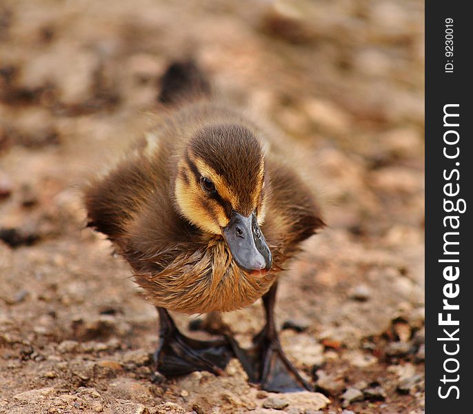 Small baby duckling walking towards camera on rock surface at Slimbridge Wetlands Centre