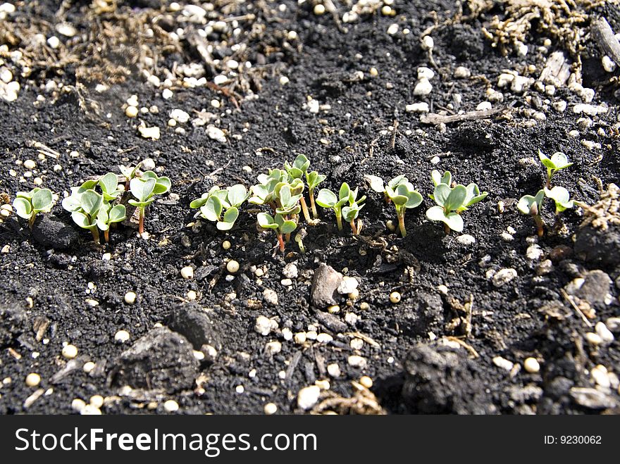 Radish Seedlings