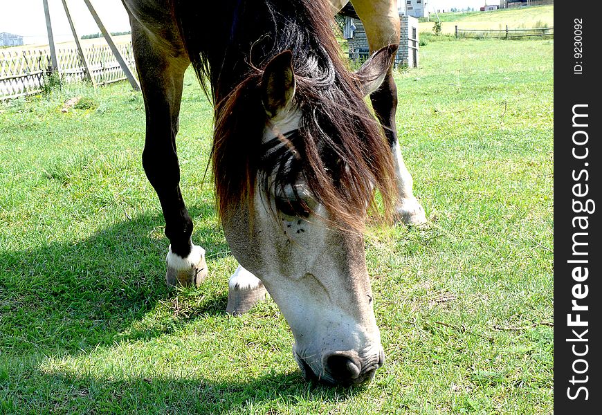 Horse on the sunny meadow