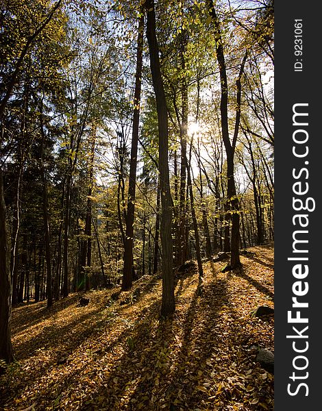 Detail of a forest in autumn. Detail of a forest in autumn.