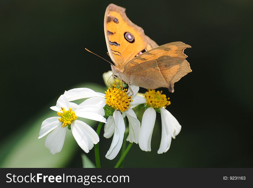 Beautiful butterfly on little daisy