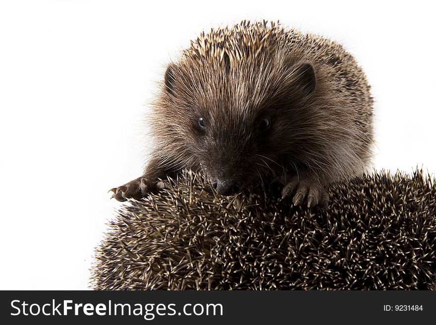 Picture of two hedgehogs on a white background