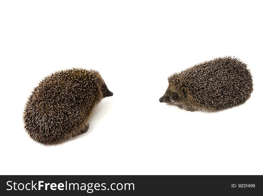 Picture of two hedgehogs on a white background