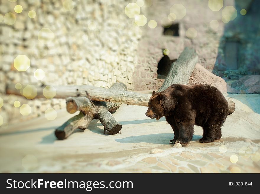 Brown bear in the Moscow zoo, walk on a rocky platform