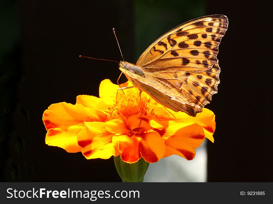 Butterfly on black background and flower