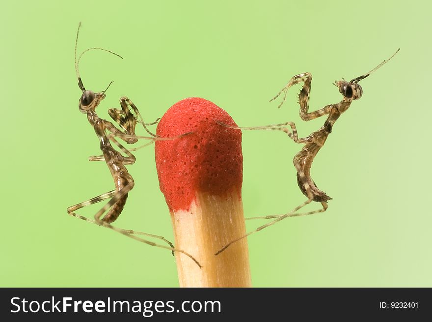 Mantises On Match