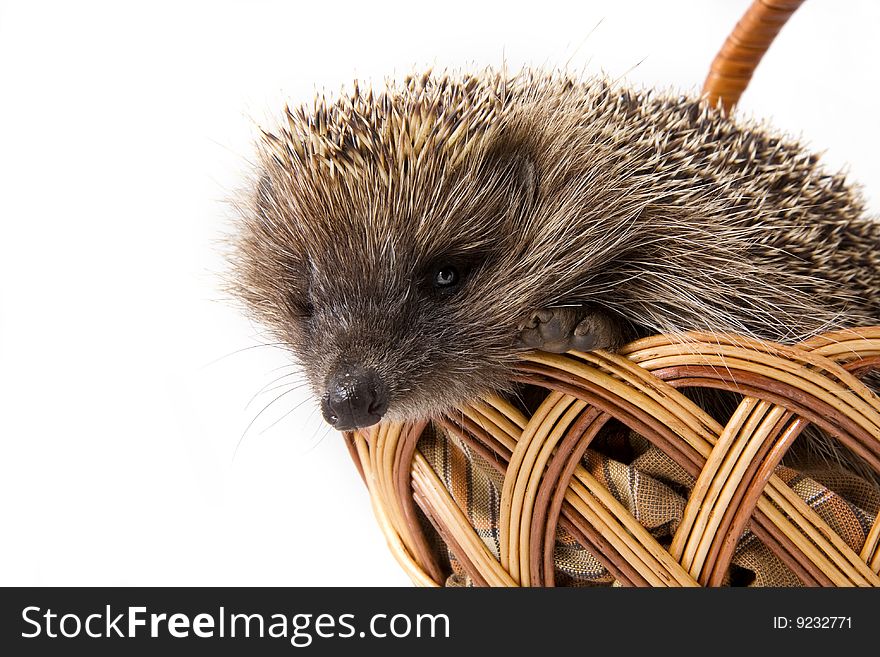 Picture of the hedgehog in a wicker basket