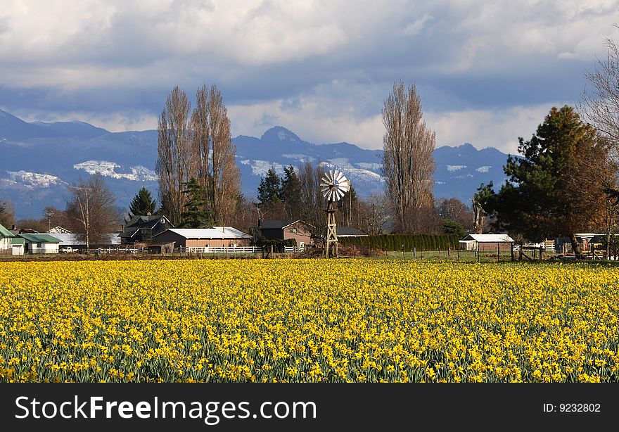 Daffodil farm in Skaget Valley, Washington State. Daffodil farm in Skaget Valley, Washington State.