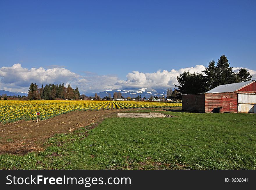 Daffodil farm in the Skaget Valley, Washington state.