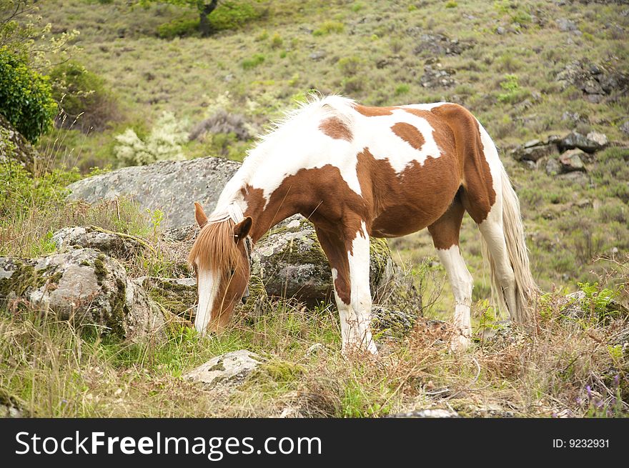 White and brown horse at gredos mountains in avila spain. White and brown horse at gredos mountains in avila spain