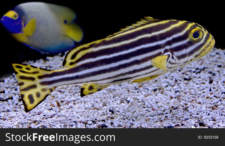 Oriental sweetlips fish. Latin name -Plectorhinchus vittatus. Oriental sweetlips fish. Latin name -Plectorhinchus vittatus