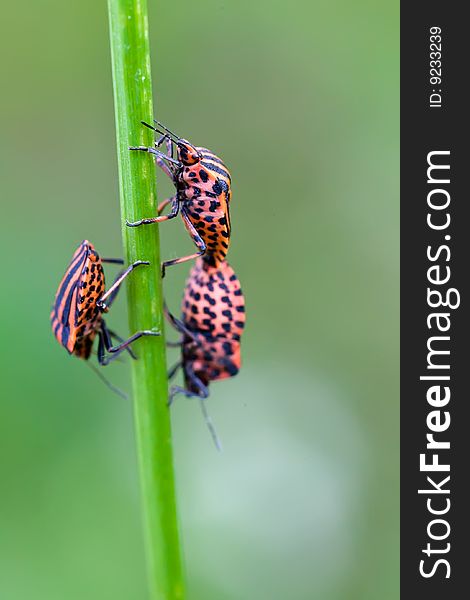 Hemiptera red stink bug in white flowers on green background