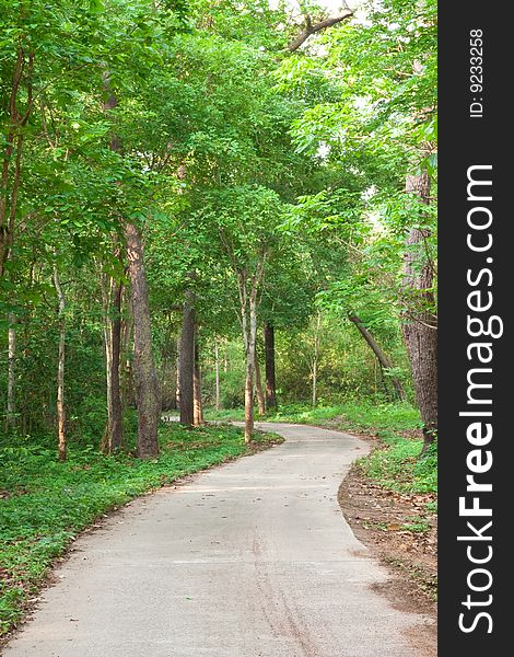 Road in tropical forest