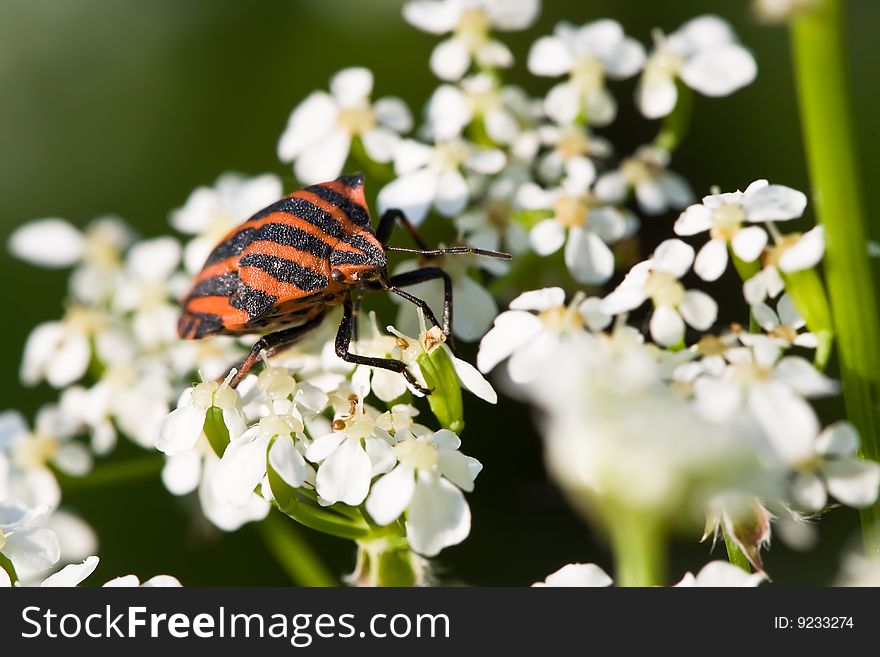 Hemiptera red stink bug in white flowers