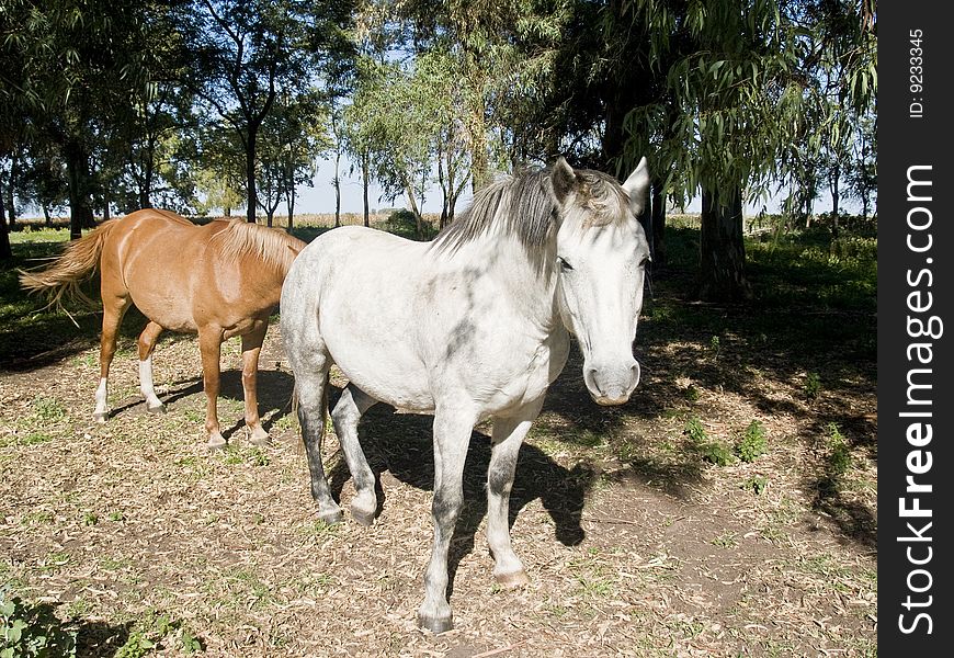 Horses 	
mammals in the foreground