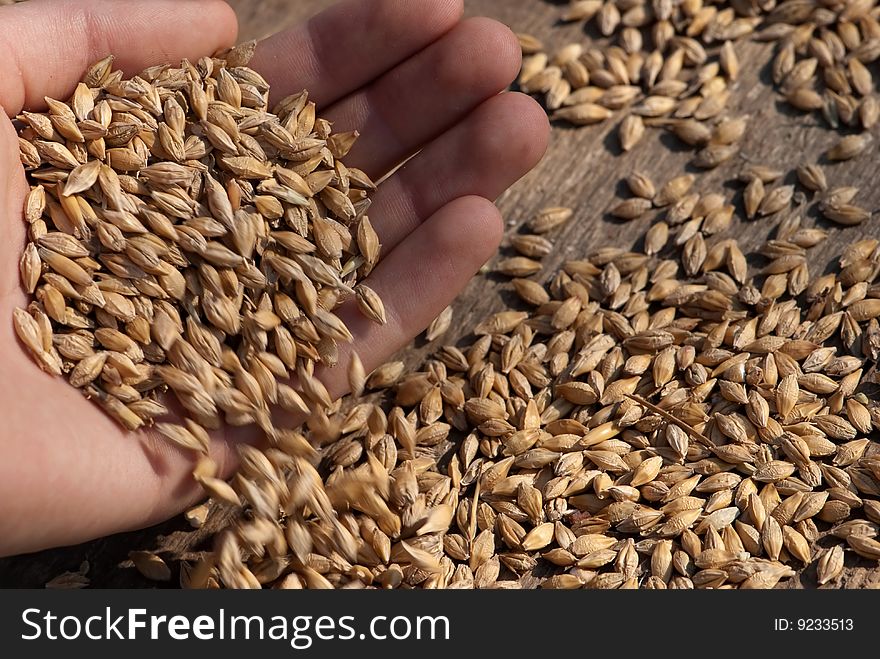 Oat and hand in wood background