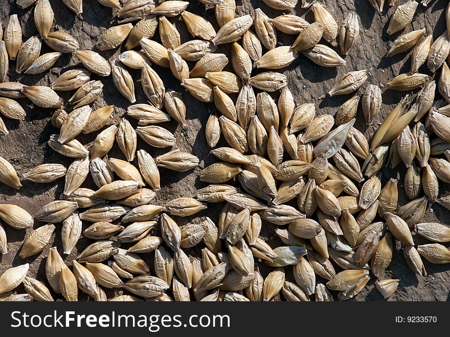 Oat in the wood background