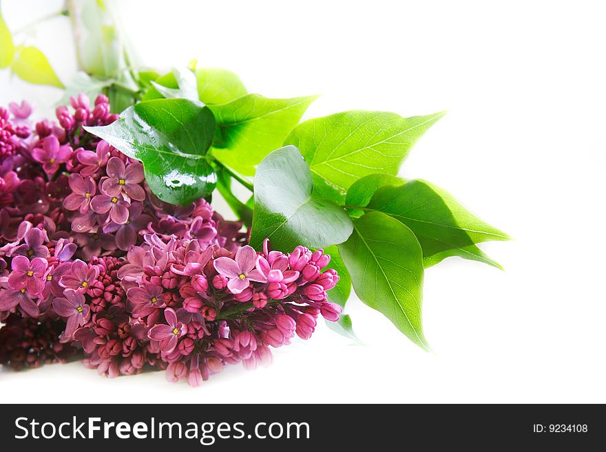 Lilac flowers over white background