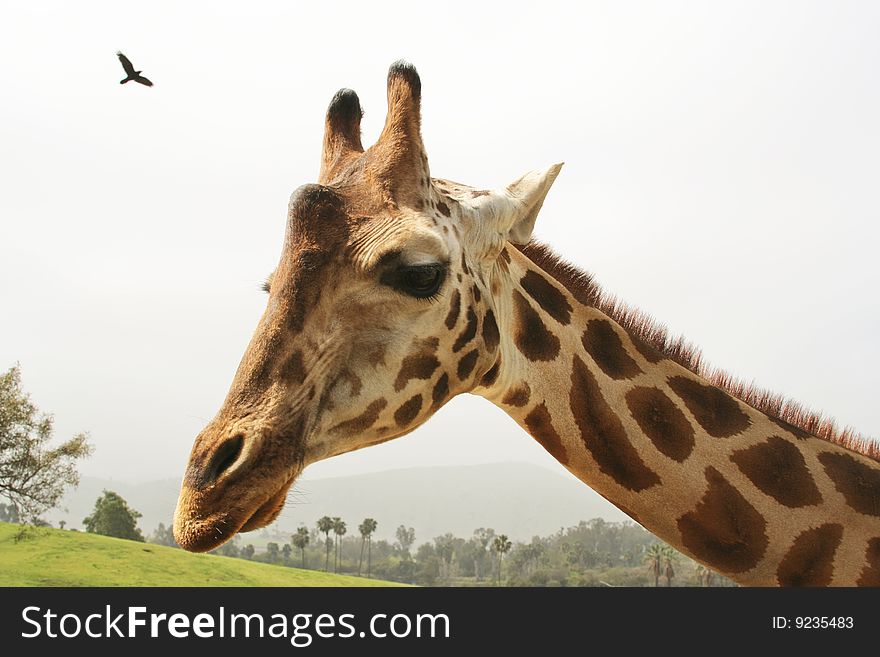 Head and neck of adult giraffe. Head and neck of adult giraffe