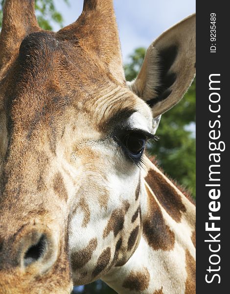 Close-up of giraffe's eye and eyelashes. Close-up of giraffe's eye and eyelashes