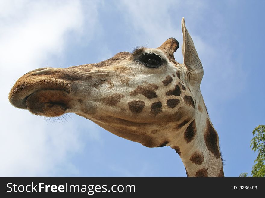 View of giraffe head from below. View of giraffe head from below