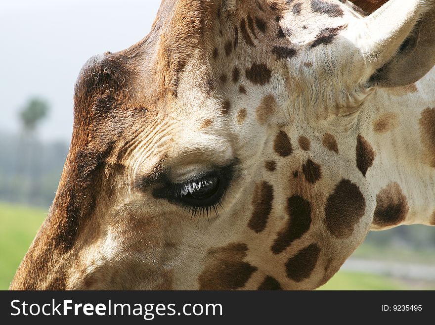 Close-up of giraffe head concentrating on eye