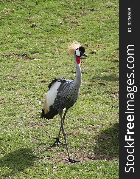 Single grey crowned crane strutting. Single grey crowned crane strutting