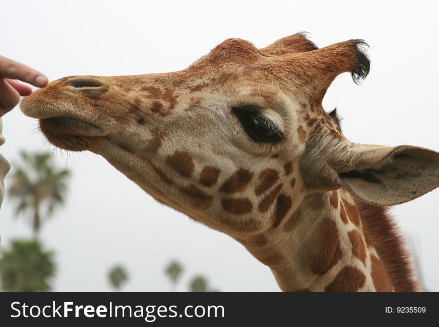 Young giraffe reaching for an acacia leaf. Young giraffe reaching for an acacia leaf