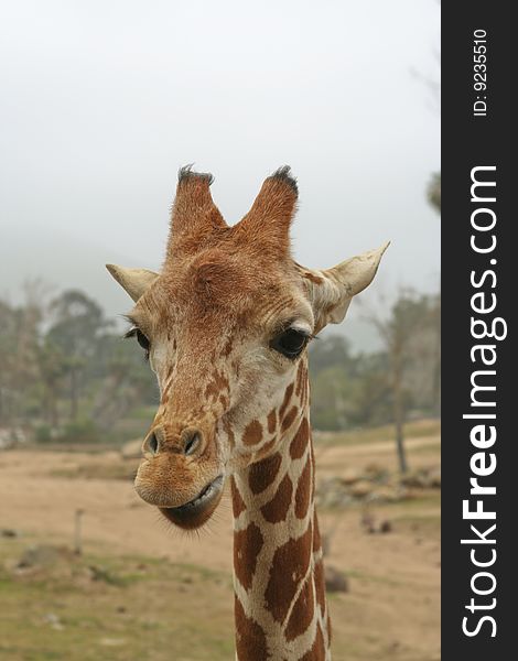 Frontal view of young giraffe's head and neck