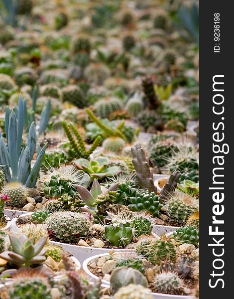 A collection of cactuses in a cactus garden