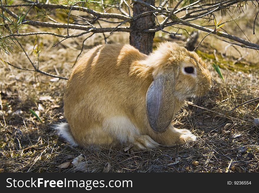 Rabbit under a small fur-tree