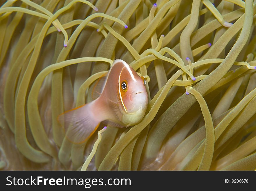 A zippy little Pink Anemone fish (Amphiprion perideraion)