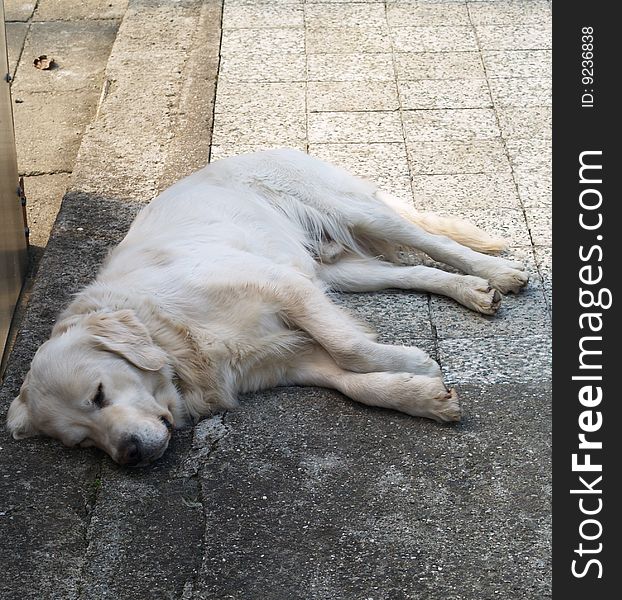 Dog sleeping on concrete paving