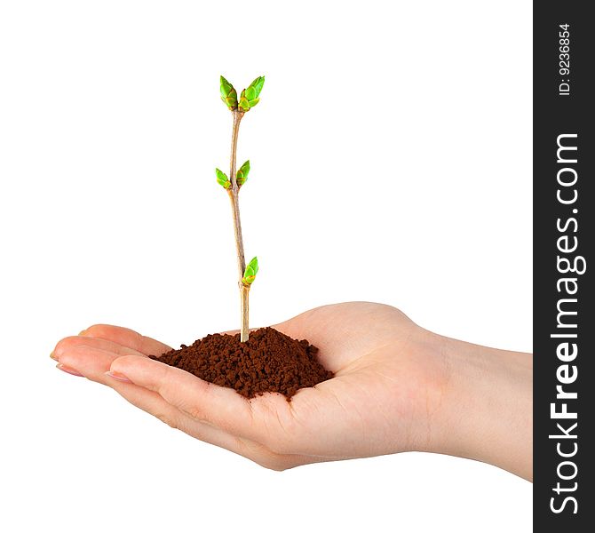 Hand and plant isolated on white background