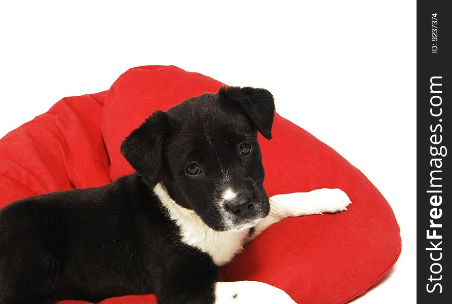 A black and white puppy on a red bean bag chair. A black and white puppy on a red bean bag chair.