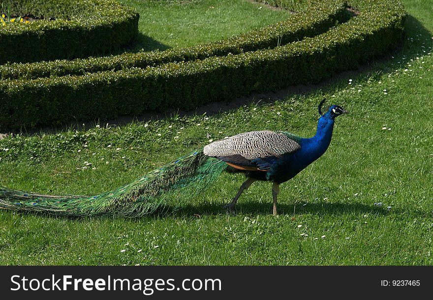 Nice peacock in castle garden