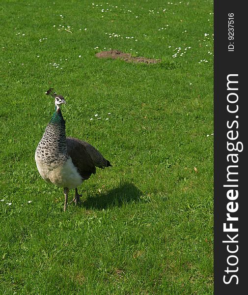 Nice peacock hen in castle garden