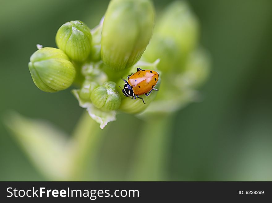 A macro shot of a ladybug. A macro shot of a ladybug.